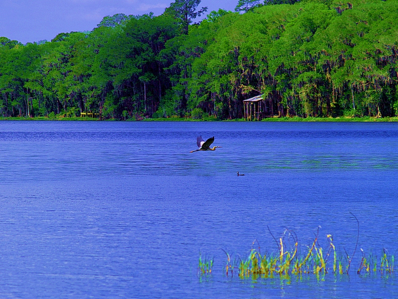 Newnans Lake - Great Blue Heron