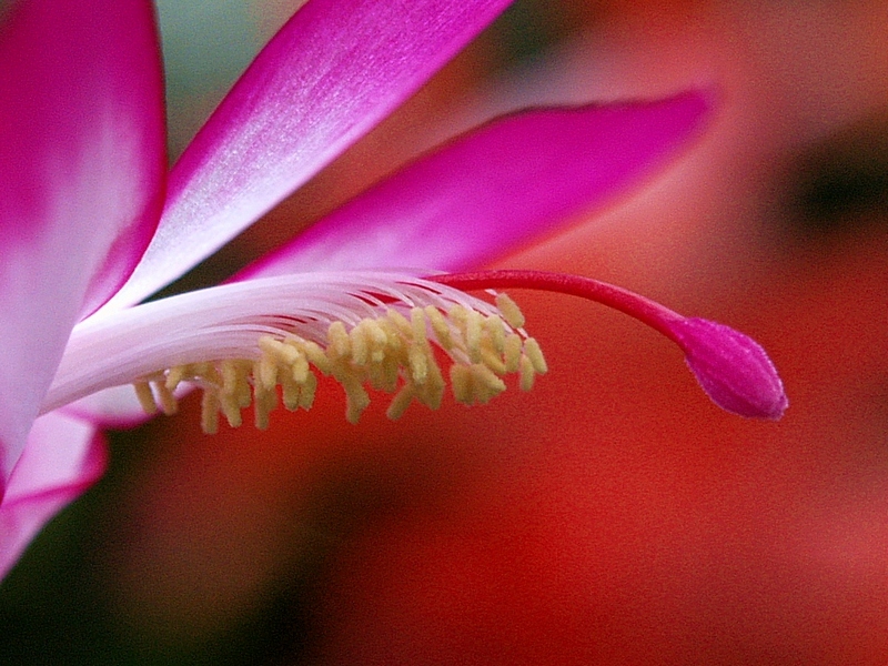 Flower (10)