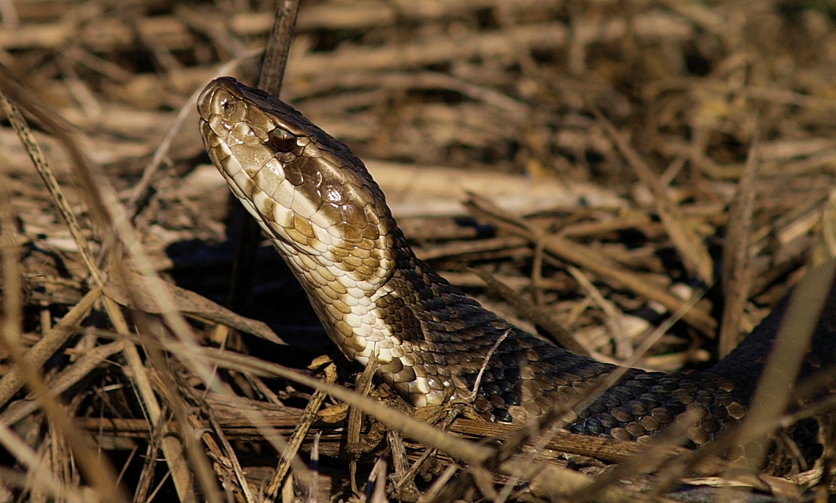 Cottonmouth aka Water Moccasin