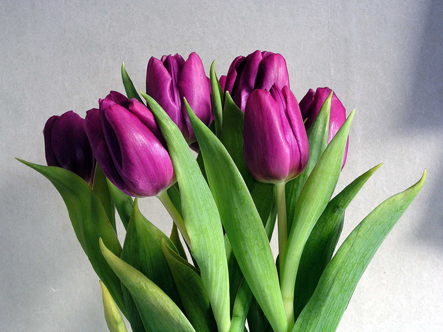 Many Tulips