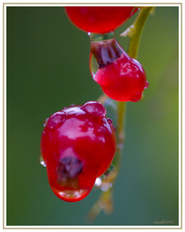 Wet currant