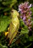 grasshopper by Robert Skinner