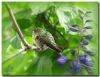 Hummingbird Morning by Bruce Thomas