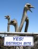 Yes! Ostrich Bite