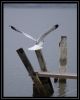 Seagull by Dan Coveny