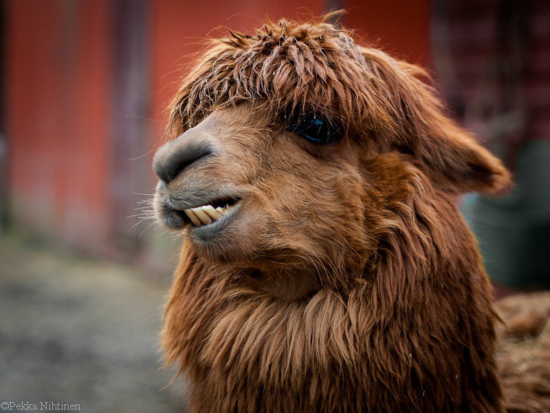 Portrait of a lama