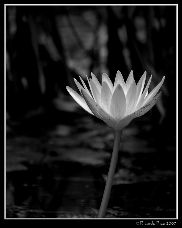 Lotus flower (B&W)