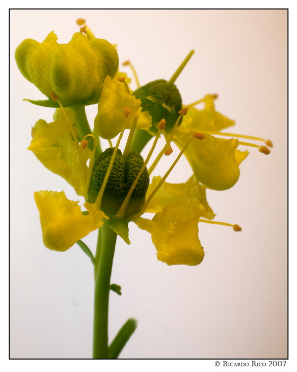 Flower 5  (Ruta)