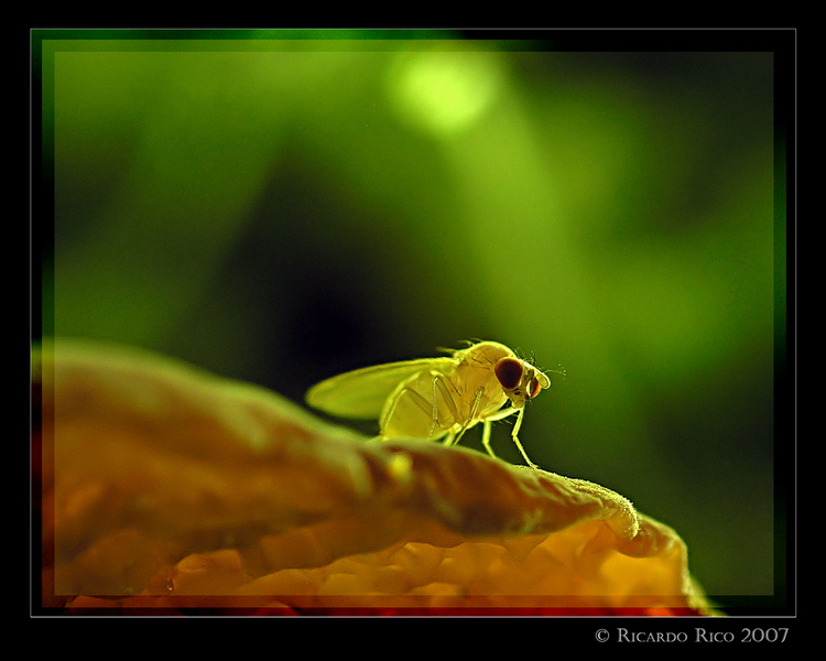 Little fly 2