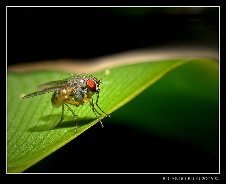 Little fly