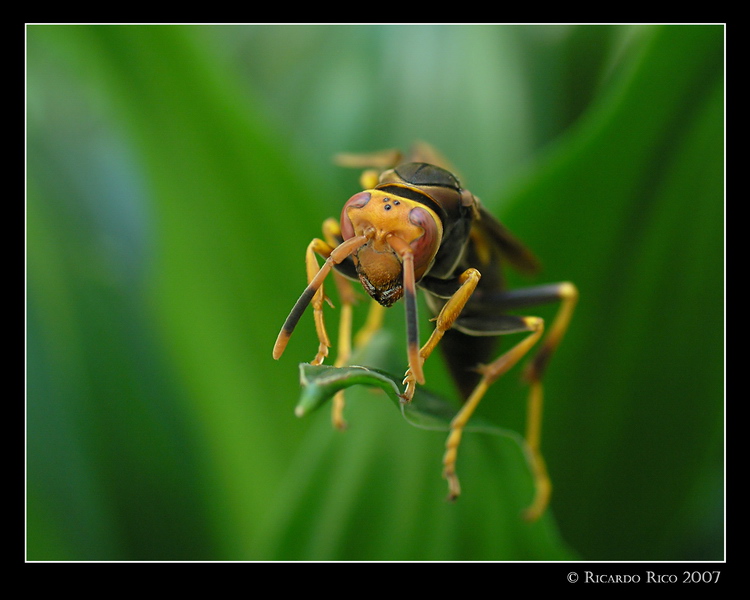 Wasp 3