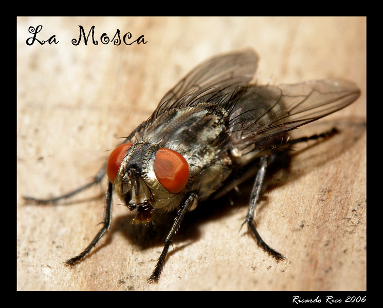 Fly (Mosca)