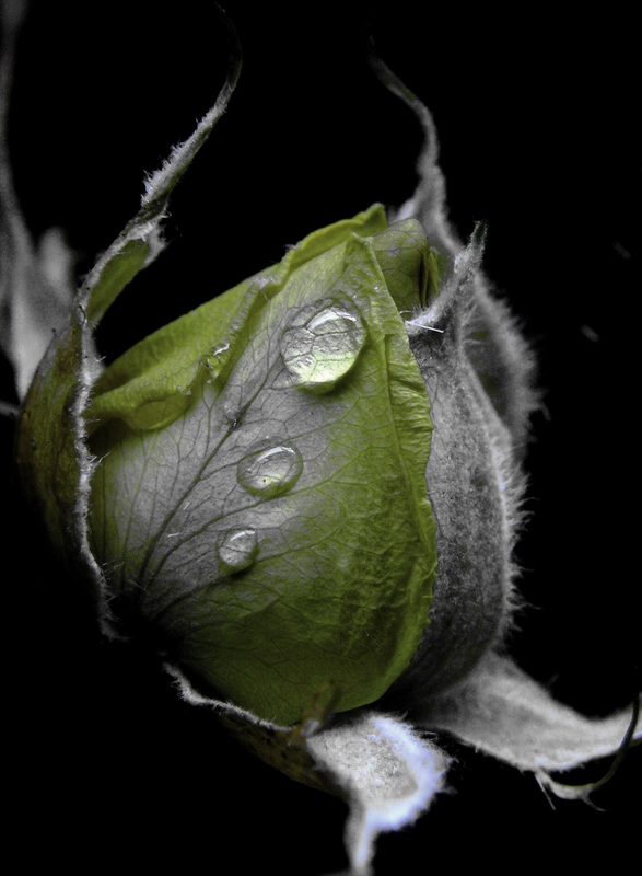 Dry rose 1