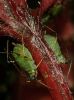 aphid 2 by Bruno Nardin