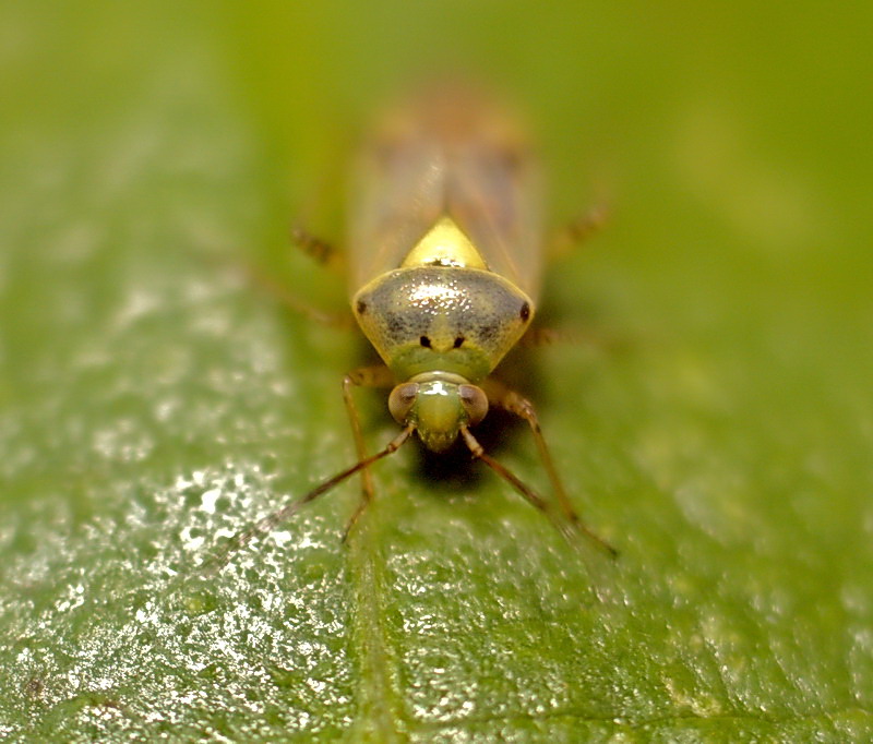 Mini DOF insect