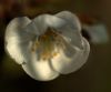 cherry flower (2) by Bruno Nardin