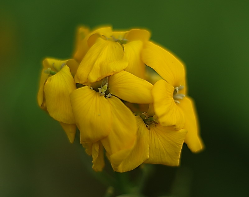 soft flower (2)