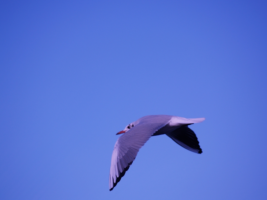 gull in a blue sky