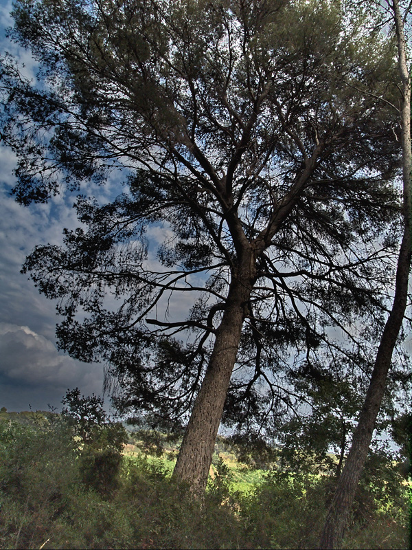 Tree in Provence