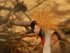 Grey crowned crane by Marco Lazzeri