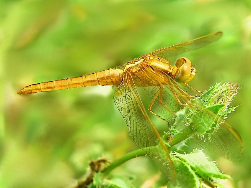 Dragonfly (1)