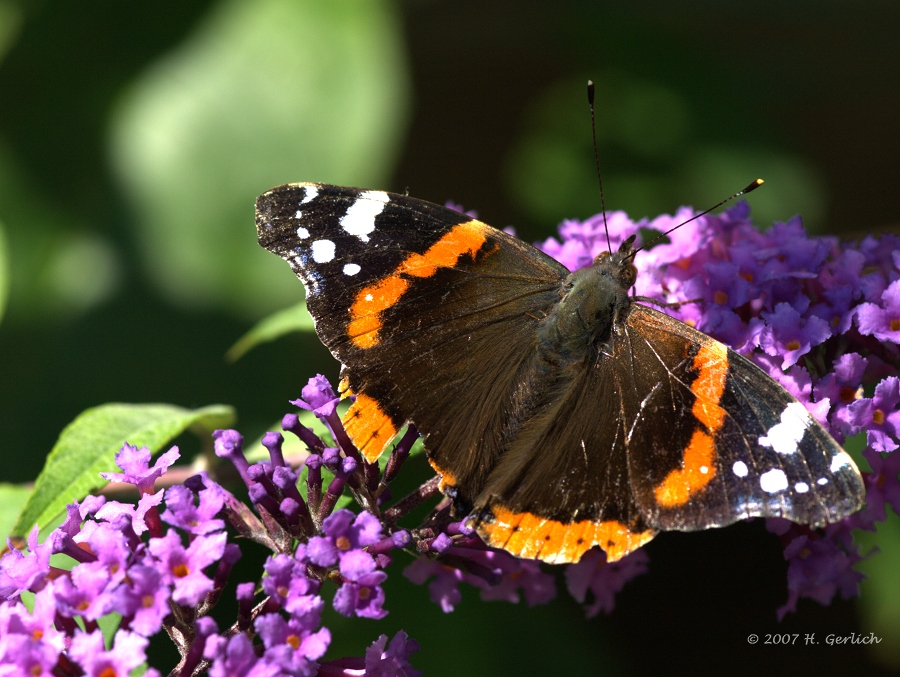 Old Red Admiral