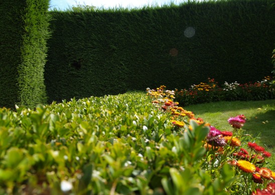Flower Hedge