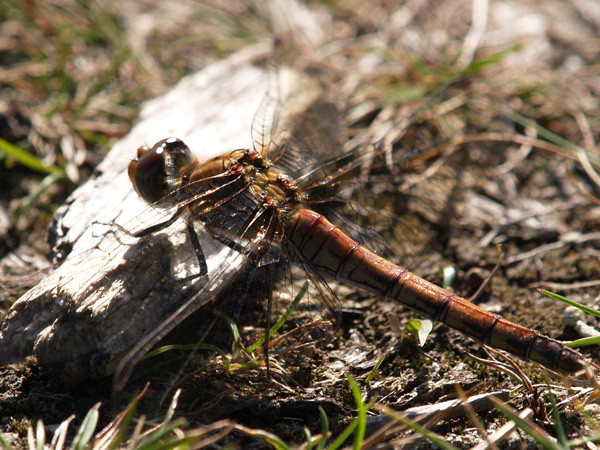Balck Darter Dragonfly