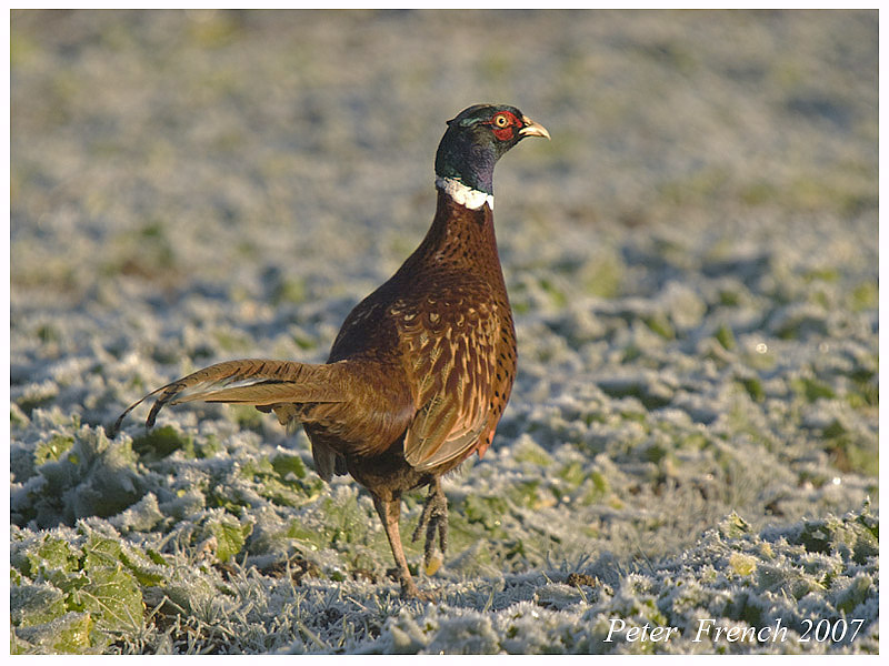 Pheasant (3)