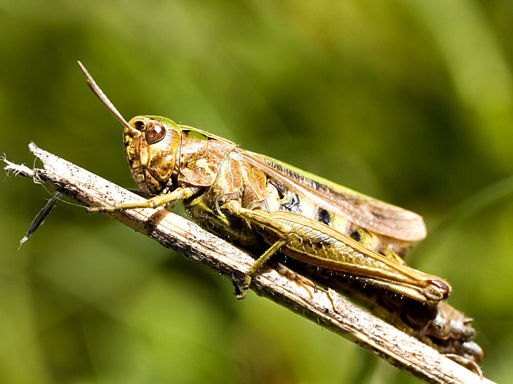Grasshopper (2)