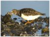 Turnstone by Peter French