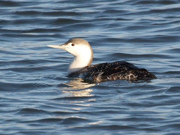 Red Throated Diver (Winter)