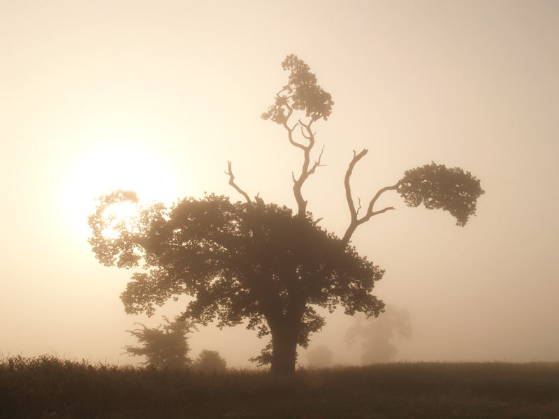 Misty Tree 2