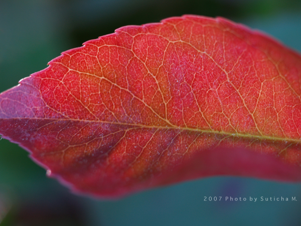 The Red Leaf (3)