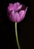 Tulip, lilac