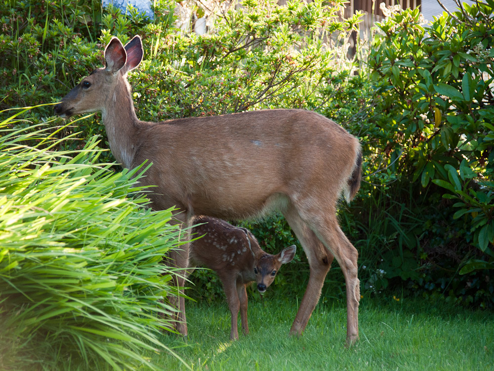 Bambi and mommy in my back yard