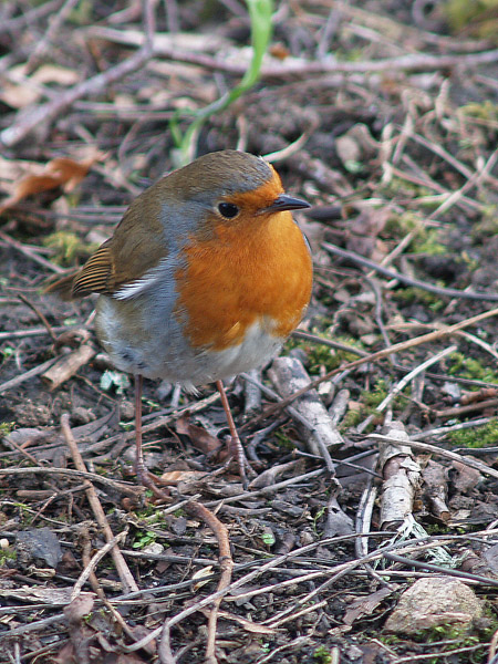 Robin in the Leaf Litter