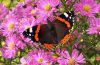 Red Admiral, beautiful by Theo van Hest