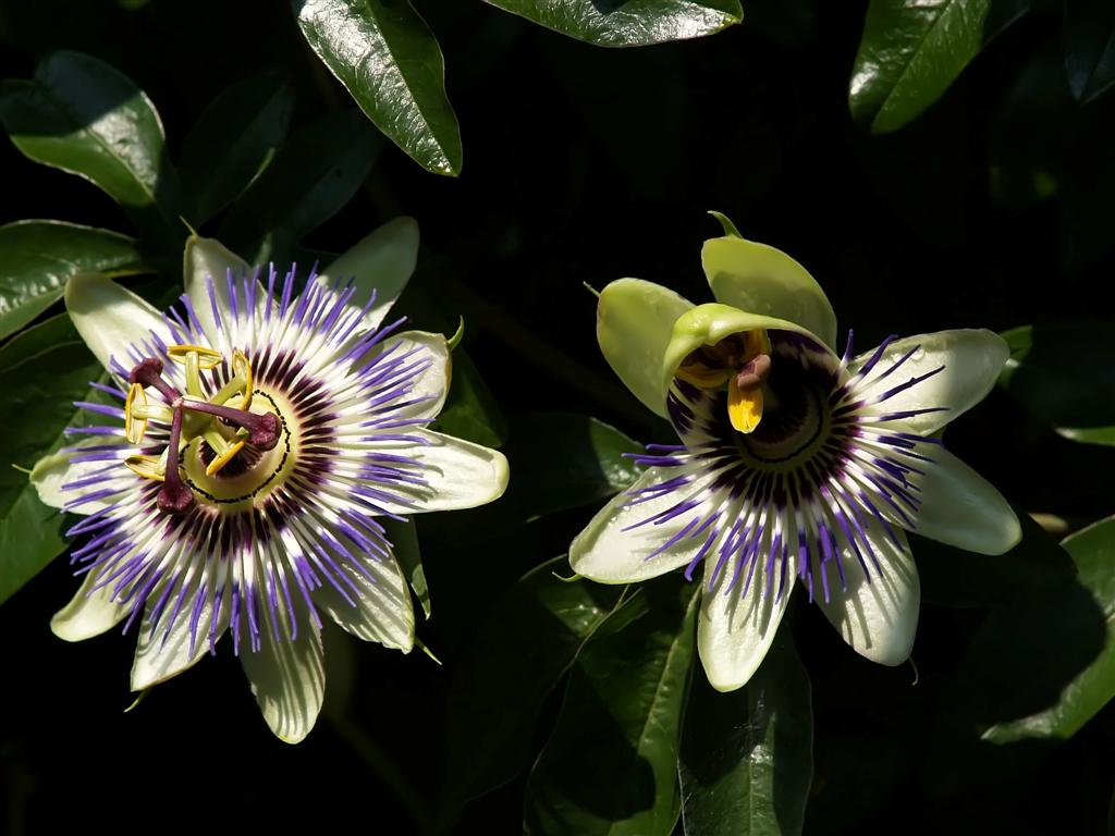 One and a half  passion flower