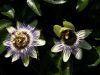 One and a half  passion flower by Theo van Hest