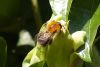 Honeybee are sunning by Theo van Hest