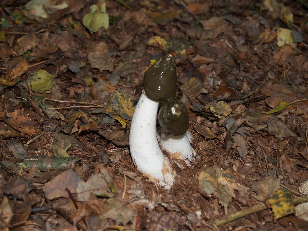 Mushroom (Phallus impudicus)