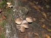 Mushroom (Agaricus praeclaresquamosus) by Theo van Hest
