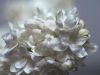 Double white lilac by Joyce Madden