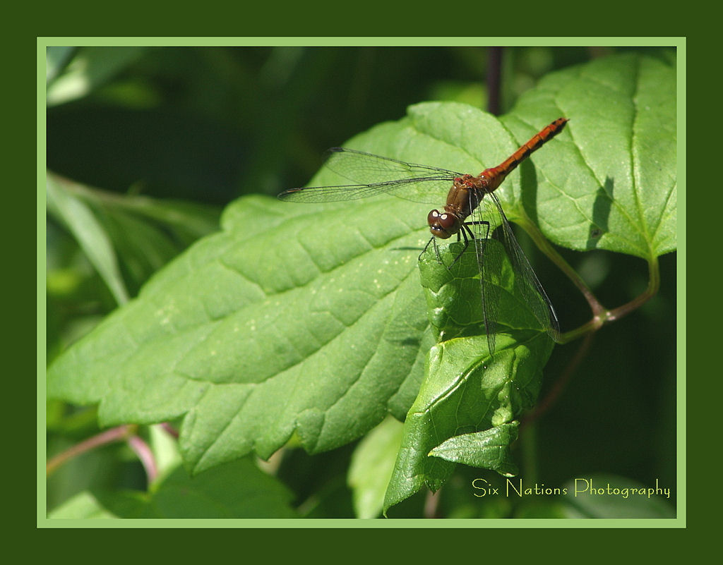 Red Dragonfly and Wild Grape Leaf