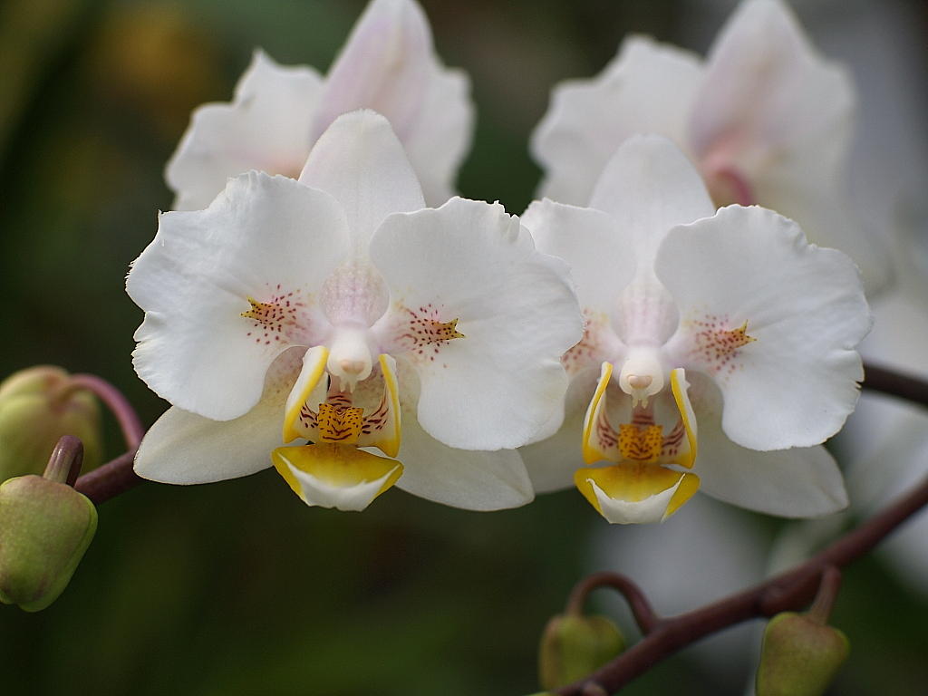 Orchid Faces