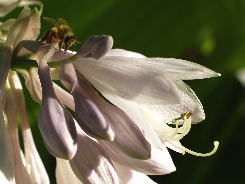 Hosta Bloom & Honeybee