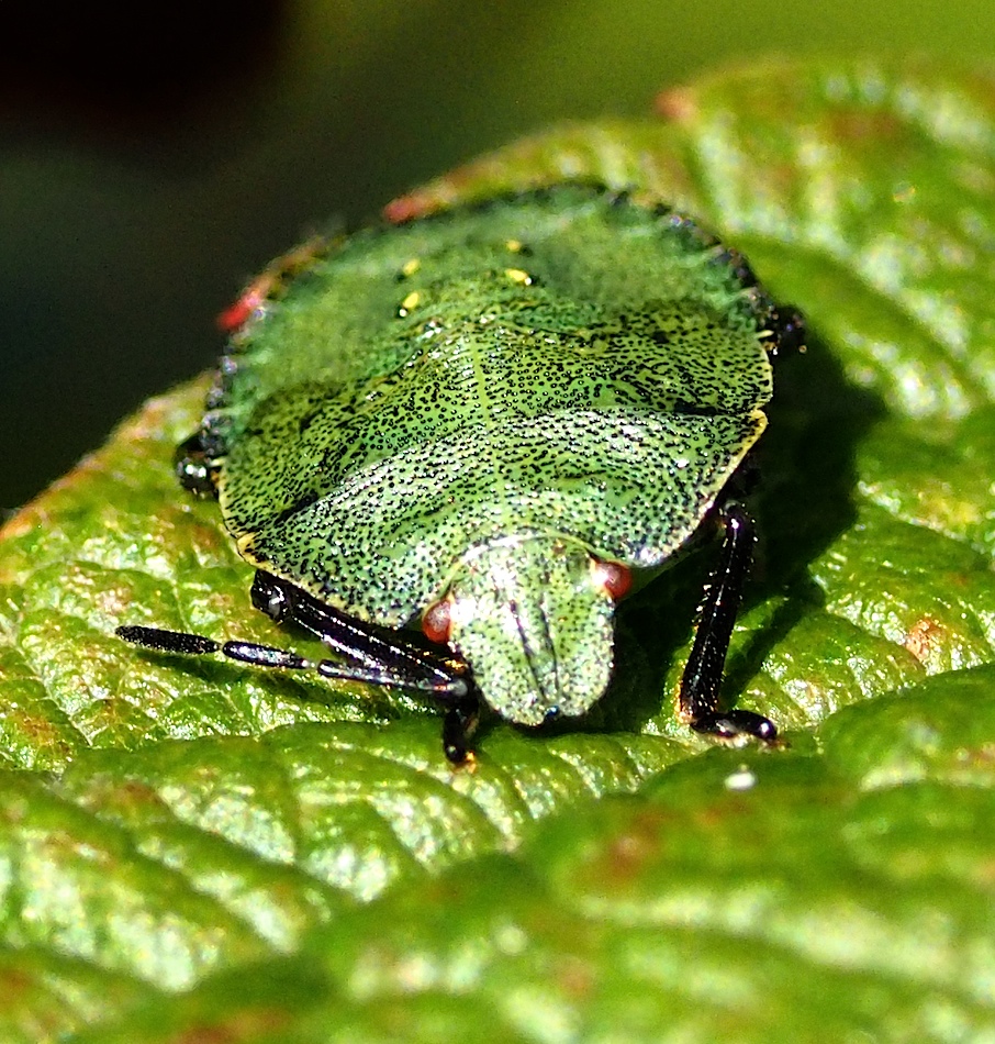 Common Green Stinkbug (Palomena prasina) - nymph
