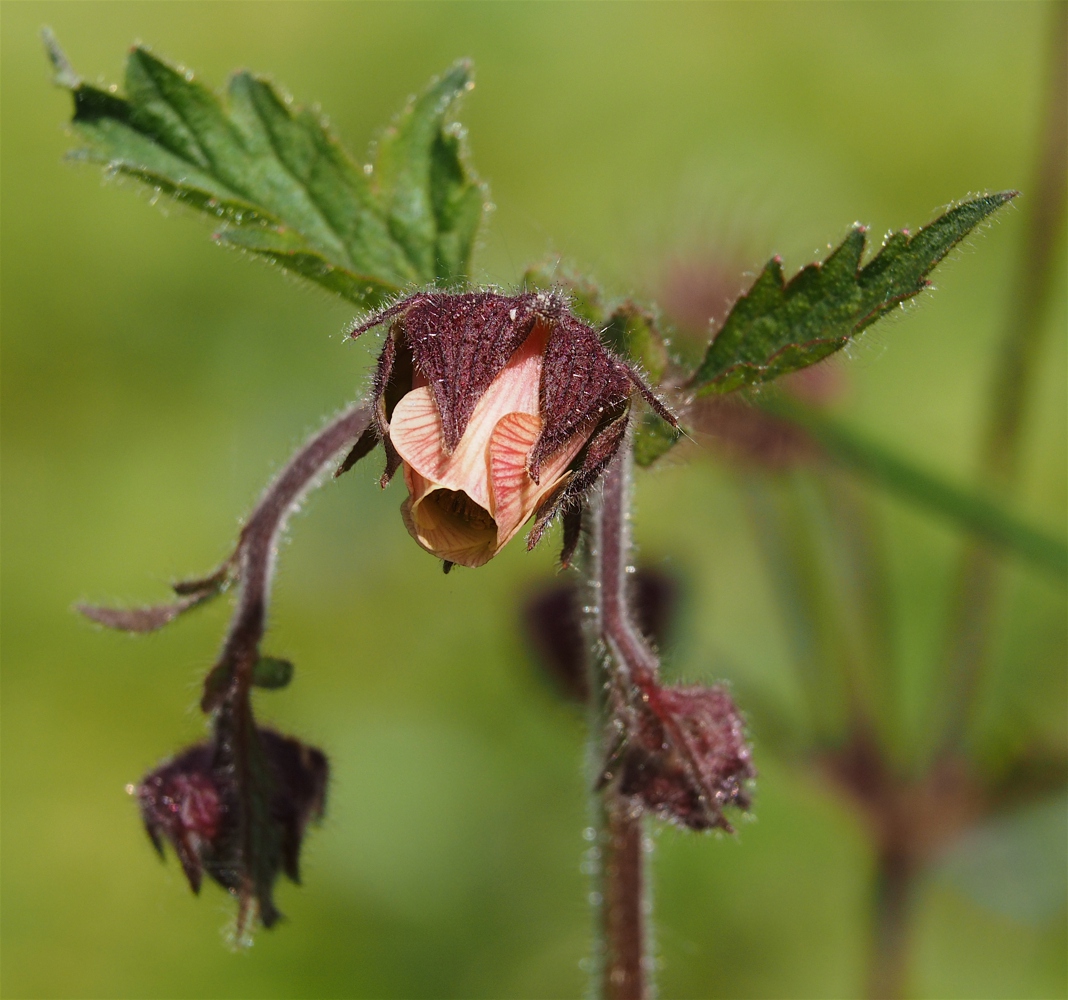 Water Avens revisited