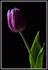 single purple tulip by Mike Long